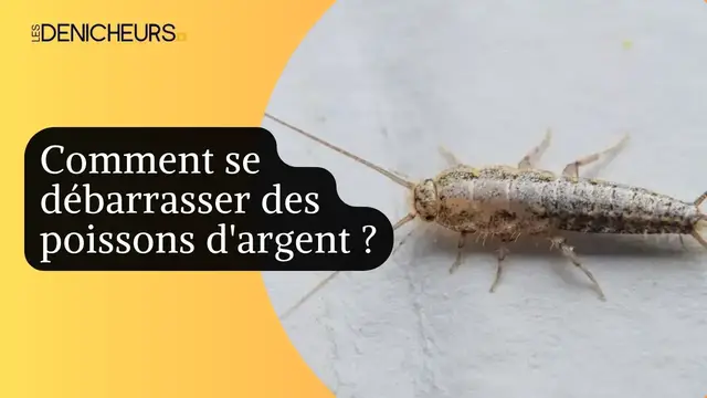 Video thumbnail for 🐛​Comment se débarrasser des poissons d'argent ?💯​💥​