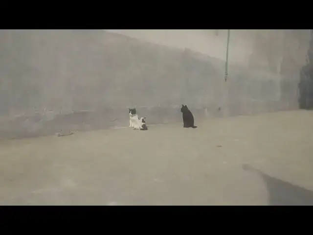 'Video thumbnail for New black cat is after our cat | Kali billi peachy he apr gai hai'