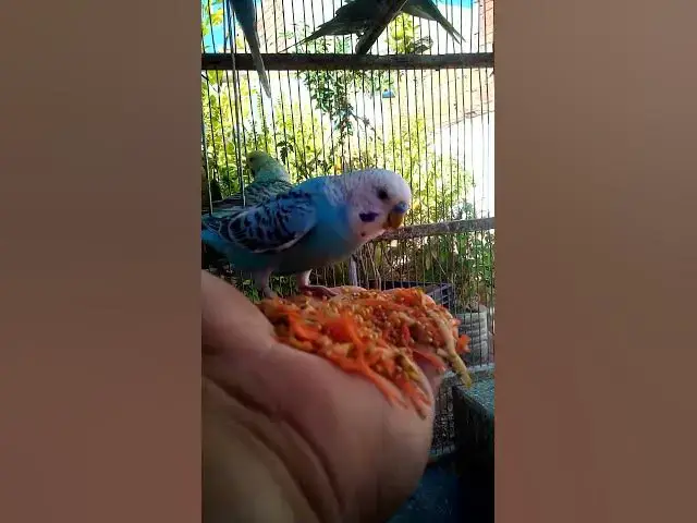 'Video thumbnail for This Amazon bird toy is SO COOL#birds#parrot #birdslover #budgis #lovebirds #budgiegar #cute #health'