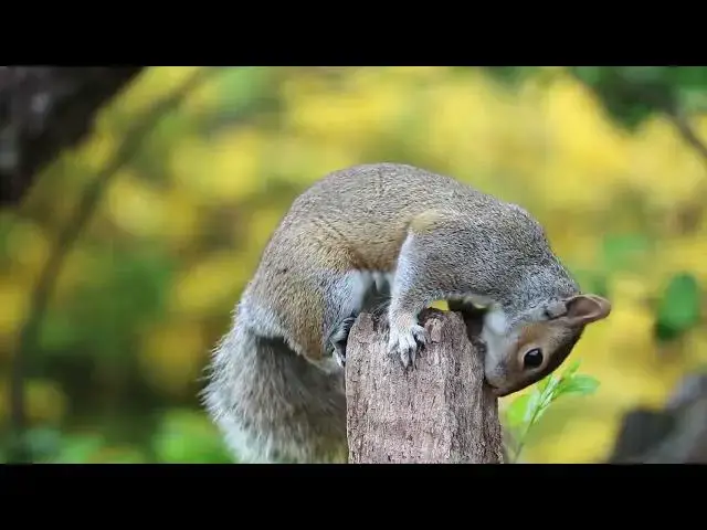 'Video thumbnail for WILD LIFE'