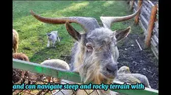 Video thumbnail for "Discover 10 Fascinating Goat Fun Facts | Unveiling the Quirky World of Goats"