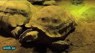 Video thumbnail for "Turtle Tales: 10 Fascinating Fun Facts About Turtles | Shell Shocked"