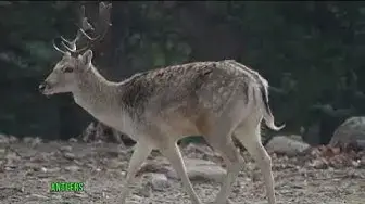 Video thumbnail for "Discovering Deer: 10 Surprising Fun Facts about These Majestic Creatures | Wildlife Insights"