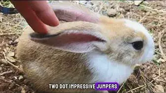Video thumbnail for Hopping into Happiness: 10 Bunny Fun Facts That Will Make Your Heart Melt | Exploring the Adorable