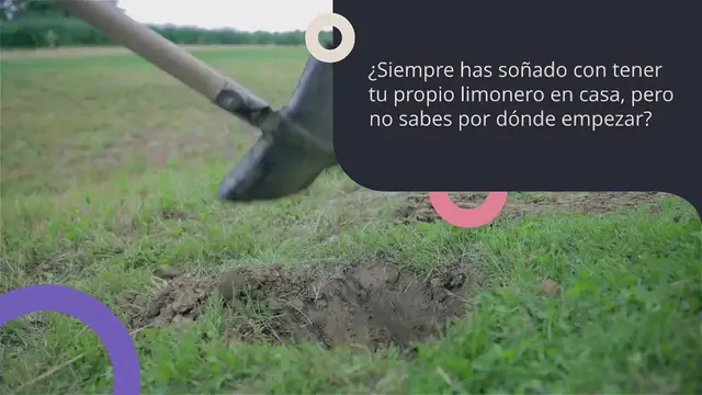 Video thumbnail for Limonero: ¿Cómo plantar y cultivar un plan de limón con éxito?