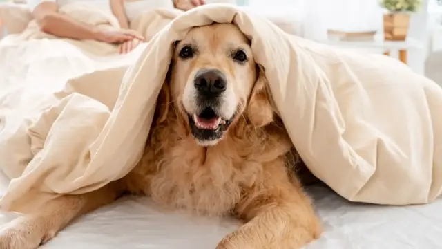 Video thumbnail for The Surprising Effects Of Sleeping With Your Dog