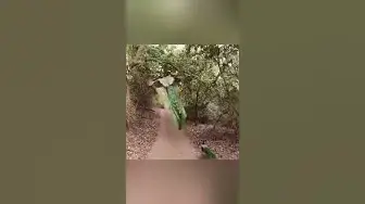 Video thumbnail for يعتبر الطاووس من أجمل الطيور، فهل سبق أن رأيتموه كيف يطير؟