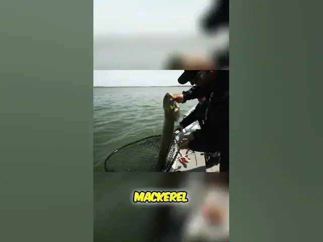 'Video thumbnail for This Bait Catches EVERYTHING #YoZuri #fishing #pikefishing #northernpike'