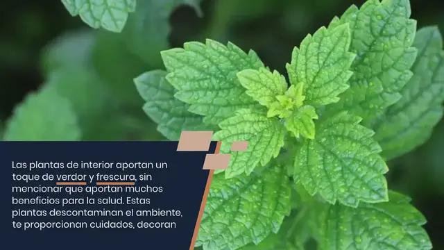 Video thumbnail for Las 11 mejores plantas de interior aromáticas para perfumar y decorar tu hogar