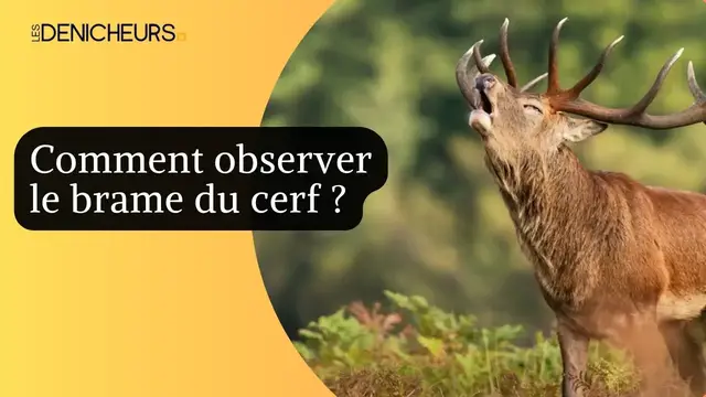 Video thumbnail for 📷​🫎 Comment observer le brame du cerf ? ​🔍​