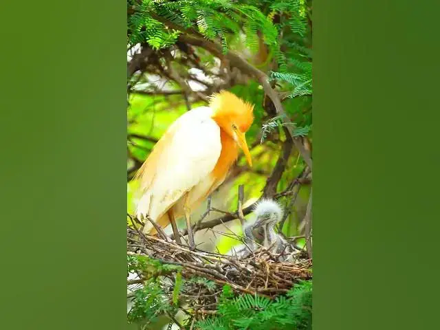 Video thumbnail for Cattle egret || bird4k || birds