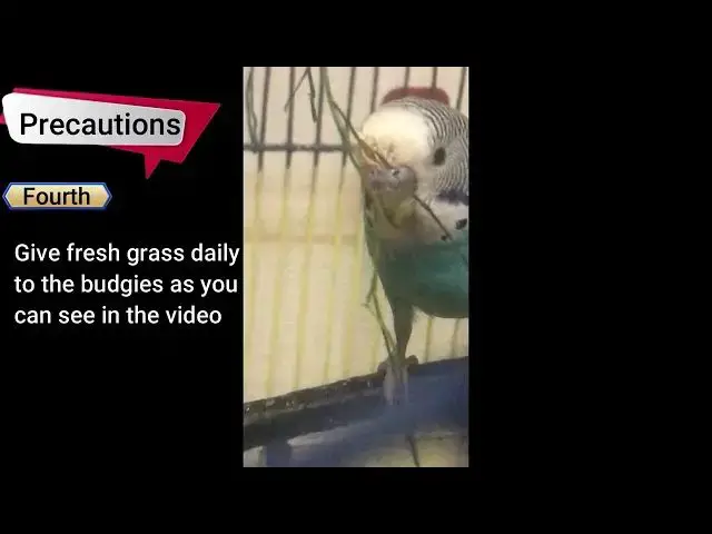'Video thumbnail for Budgies hair fall problem and precautions | Australian Parrots hair Fall problem'