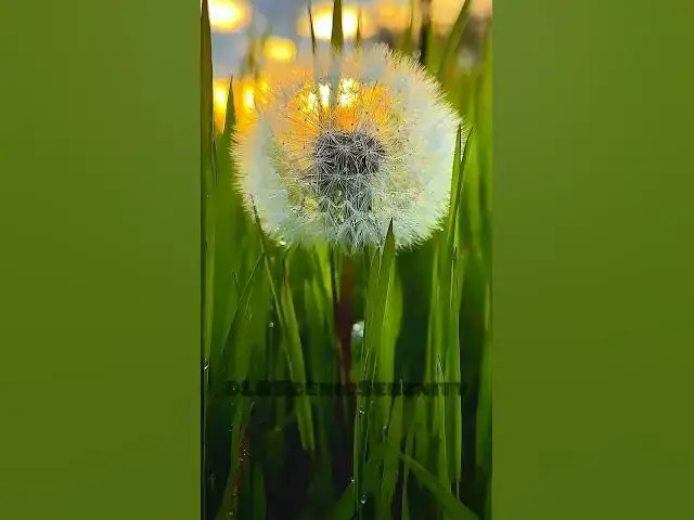 Video thumbnail for Common Dandelion || Nature Of Beauty || Nature