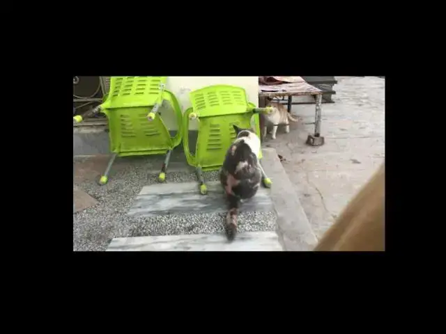 'Video thumbnail for Cat playing with other cat | Silver playing with billo'