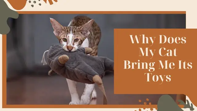 Video thumbnail for Why Does My Cat Bring Me Its Toys?