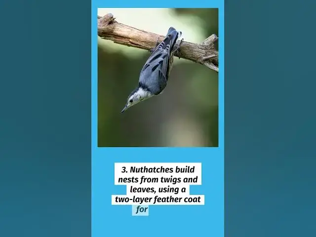 'Video thumbnail for Where Do Small Birds Go In Winter? 9 Amazing Survival Secrets'