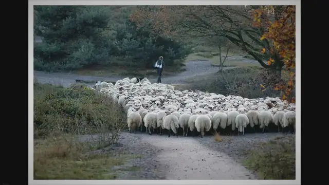 Video thumbnail for Why were all the Prophets shepherds? An exquisite training !