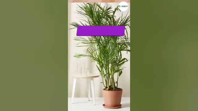 'Video thumbnail for Best Indoor Plants To Clean Air #farming #herbgarden #shorts'