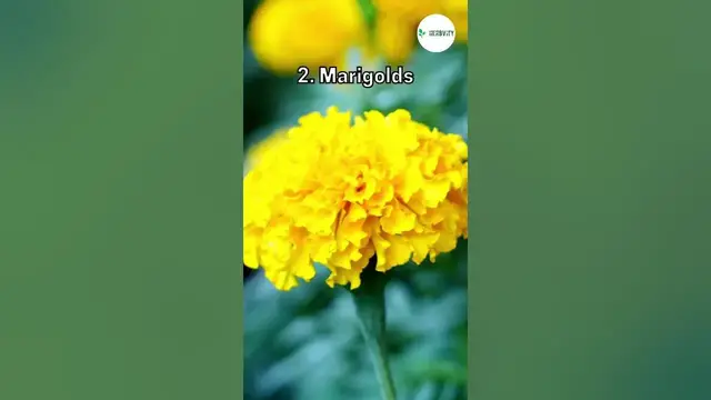 Video thumbnail for Good Companion Plants For Cantaloupe 🧡🧡 #farming #herbgarden #shorts