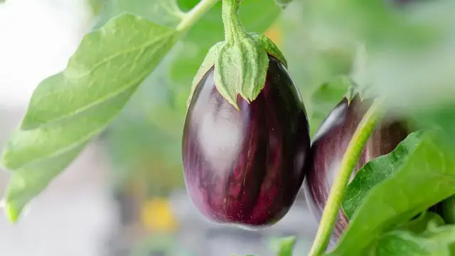 'Video thumbnail for Boost Your Aubergine Garden with These 8 Incredible Companion Plants'