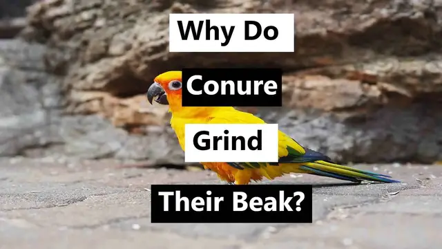 'Video thumbnail for Why Do Conures Grind Their Beaks? 3 Possible Reasons'