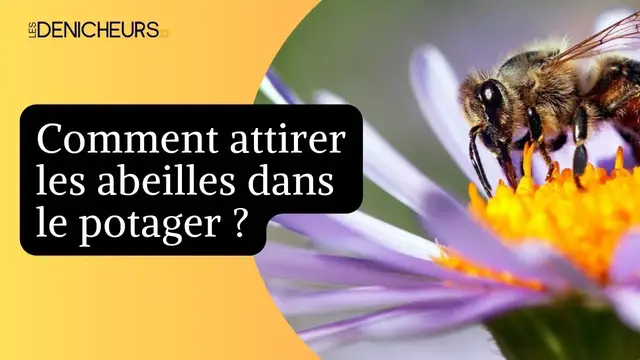 Video thumbnail for 🐝 Comment attirer les abeilles dans le potager ? 👨‍🌾 🏡