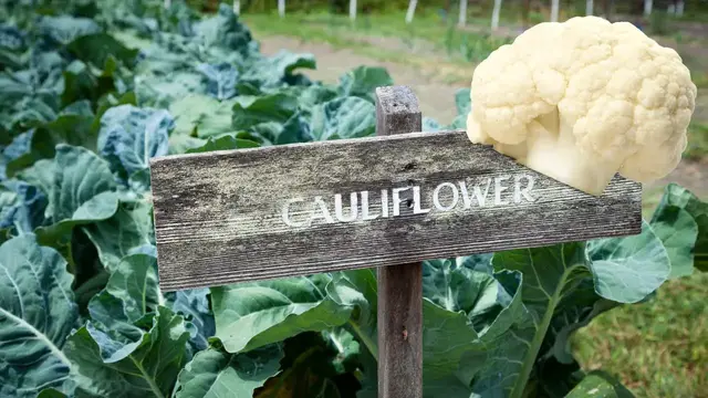 'Video thumbnail for These Companion plants will make your Cauliflower Thrive'