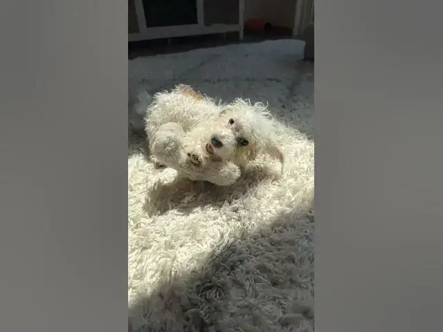 'Video thumbnail for Am I cute? 🐶#shorts'