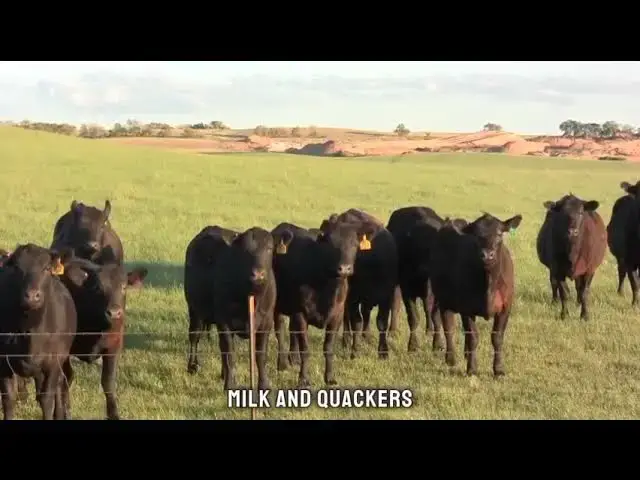 Video thumbnail for Moovelous Cow Jokes & Puns | Laugh with These Dairy Delights
