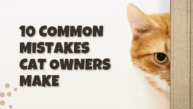 'Video thumbnail for 10 Common Mistakes Cat Owner Make'
