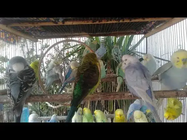 Video thumbnail for Rolige undulater perfekt til mindfulness 🧘🐦 #mindfulnesspets #nordic