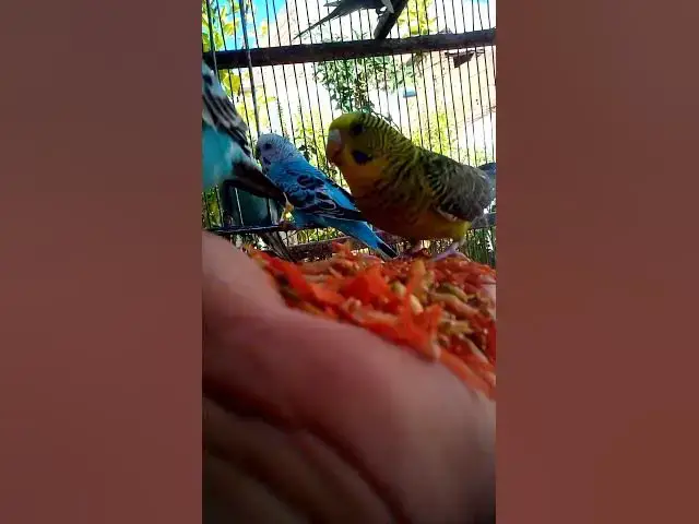 'Video thumbnail for This Amazon bird toy is SO COOL#birds#parrot #birdslover #budgis #lovebirds #budgiegar #cute #health'