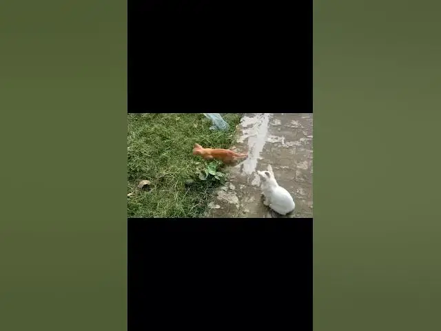 'Video thumbnail for kitten attacking on persian cat | watch full video in channel'