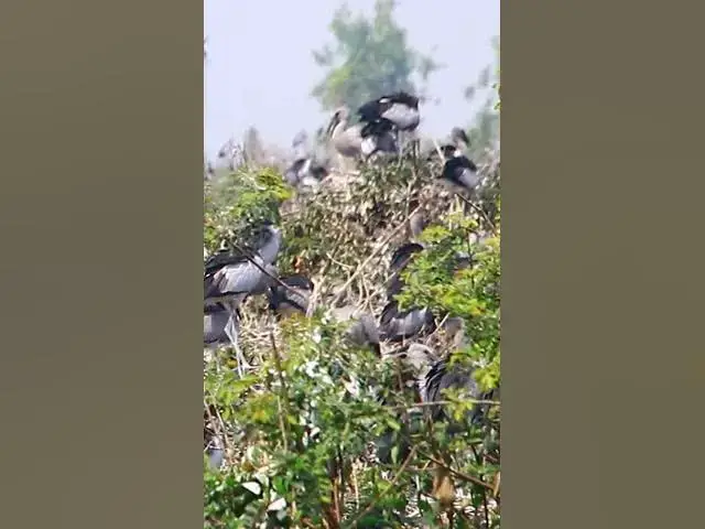 'Video thumbnail for Wild bird & Nest a lot birs EP 34 #birds #nestbird #birdalot #birdfeed #birdeat'