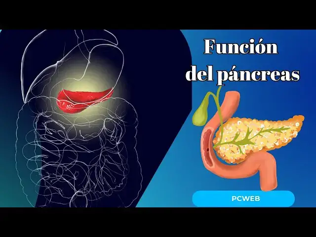 Video thumbnail for Función del páncreas: Una guía completa para entender su importancia