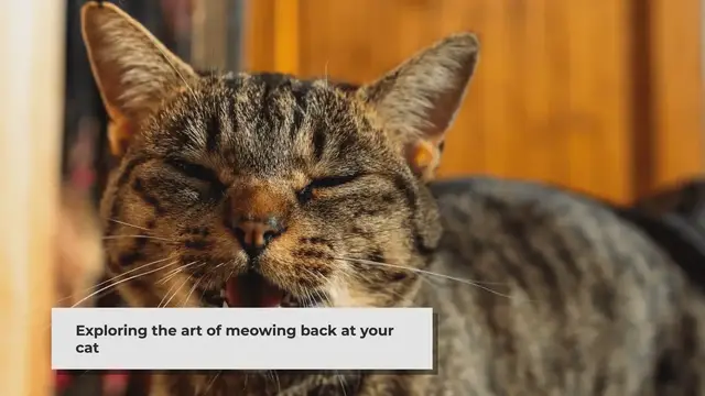 Video thumbnail for Meowing Back at Your Cat: Strengthening Your Bond
