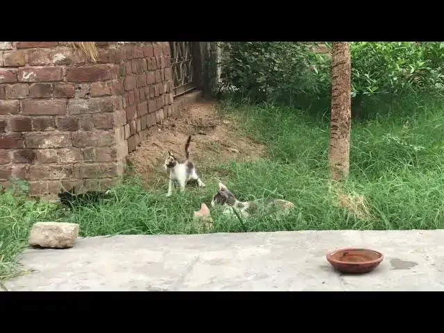 'Video thumbnail for kittens playing with each other'