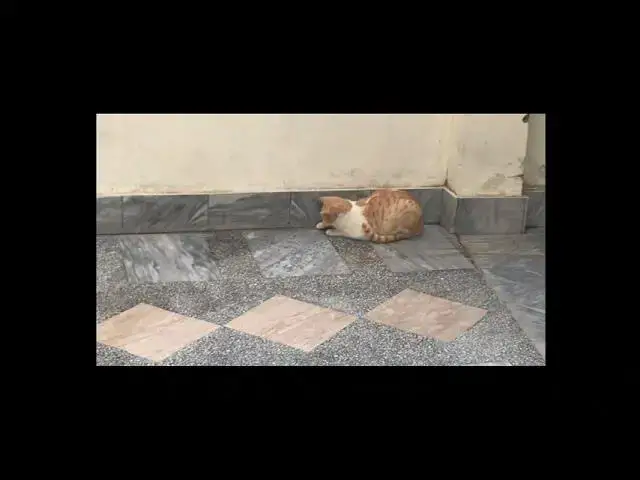 'Video thumbnail for Cat trying to catch water | cat funny video'