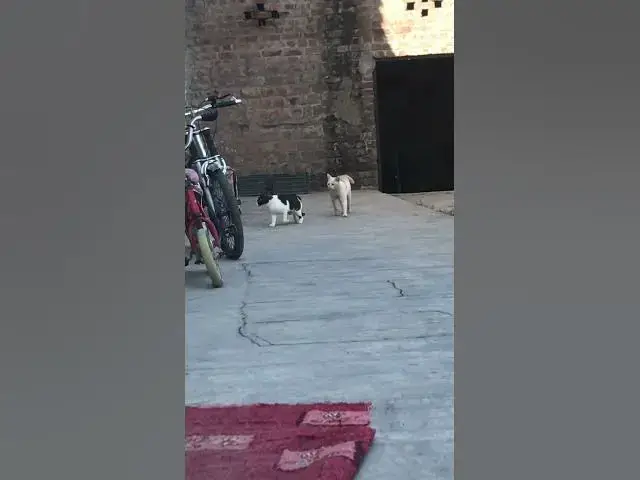 'Video thumbnail for Cat matting short video'