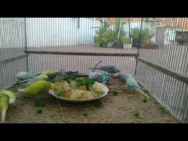 Video thumbnail for 🌟 Beautiful Budgies Compilation That Will Steal Your Heart! ❤️