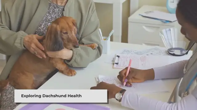 'Video thumbnail for Dachshund Health Issues to Watch Out For'