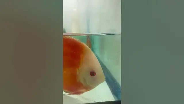 Video thumbnail for Discus babies during a water change. #redmelon #waterchange #fishbabies #discusbreeding