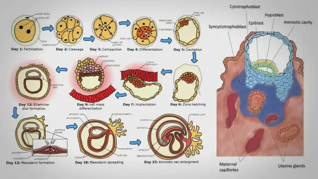 'Video thumbnail for Implantation of embryo in Humans – Definition, Process'