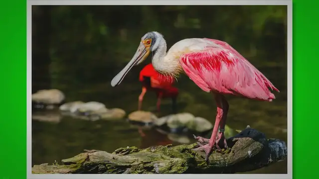 'Video thumbnail for Decoding Bird Behavior: The Truth Behind Birds on Power Lines'
