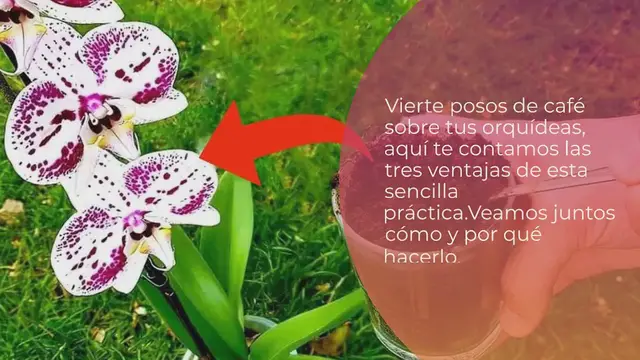'Video thumbnail for Posos de café sobre orquídeas, 3 razones por las que deberías hacerlo ahora'