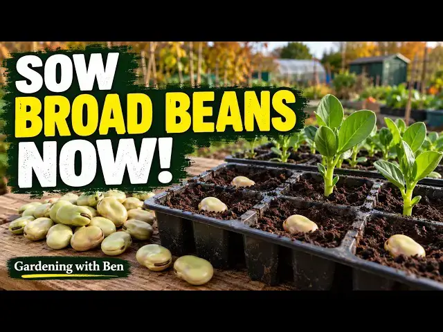 Video thumbnail for Sow Broad Beans in Autumn? Here’s How I Start Mine!