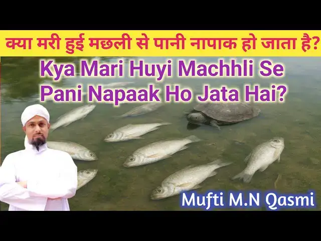 Video thumbnail for Agar Machhli Ya Jhinga Pani Mein Mar Jaye To Kya Pani Napaak Ho Jata Hai? #paknapak