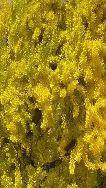 Video thumbnail for  1,300-Year-Old Ginkgo Tree in Golden Peak— Wonju, South Korea