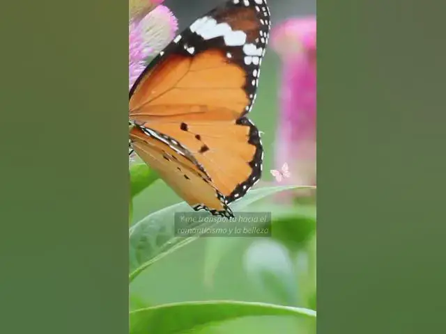 Video thumbnail for Aun sigo siendo el niño que adora la poesía #short