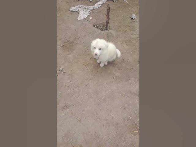 Video thumbnail for video test